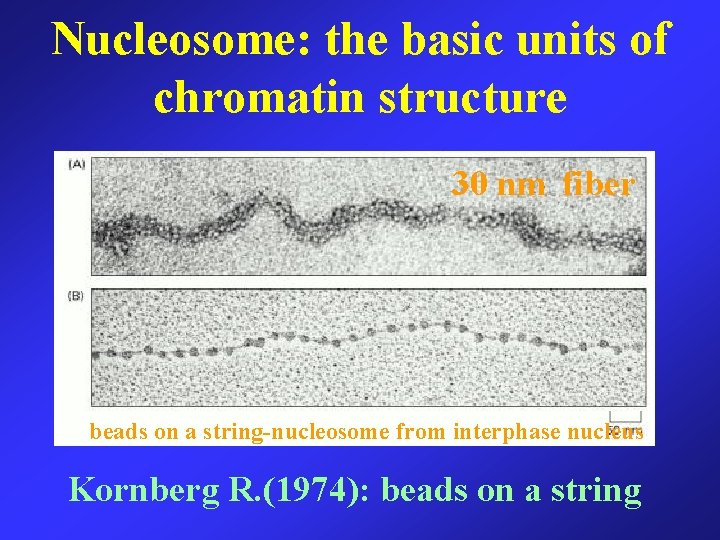 Nucleosome: the basic units of chromatin structure 30 nm fiber beads on a string-nucleosome
