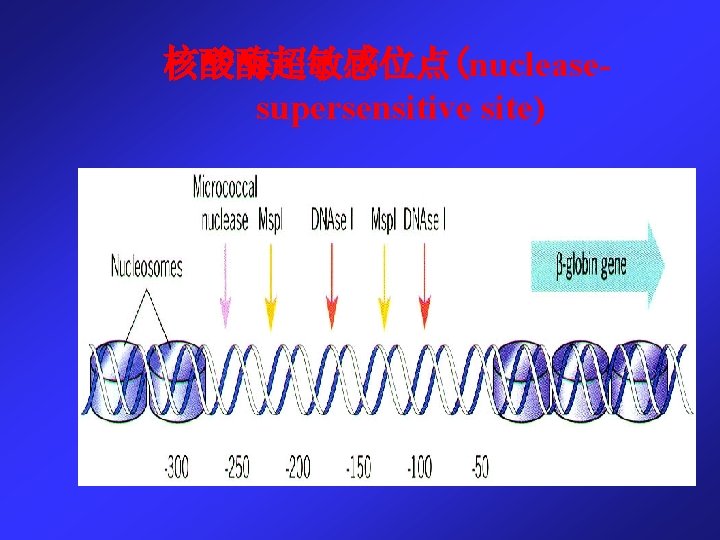核酸酶超敏感位点(nucleasesupersensitive site) 