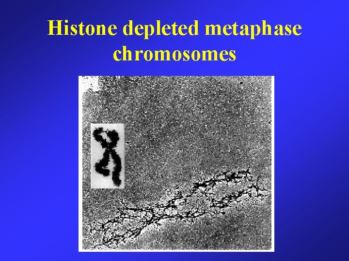 Histone depleted metaphase chromosomes 