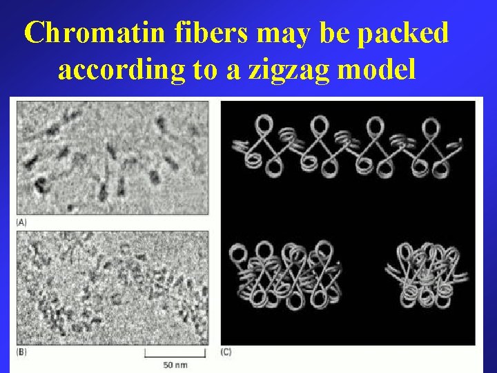 Chromatin fibers may be packed according to a zigzag model 