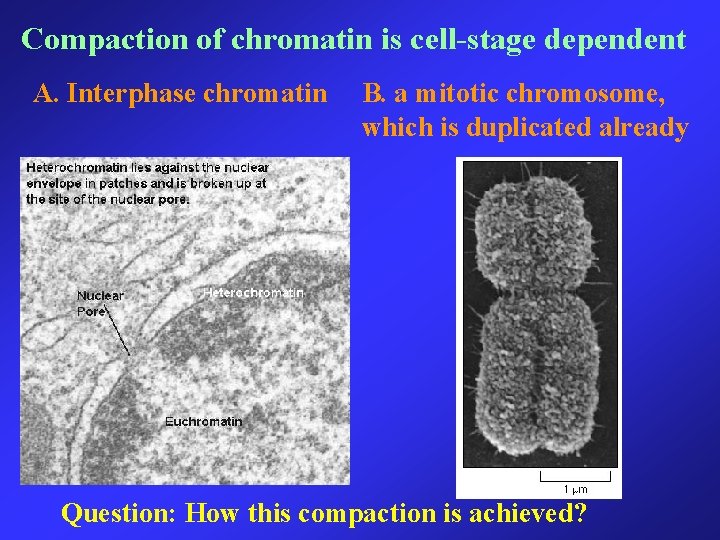 Compaction of chromatin is cell-stage dependent A. Interphase chromatin B. a mitotic chromosome, which