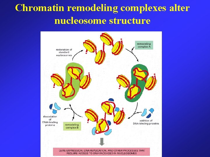 Chromatin remodeling complexes alter nucleosome structure 