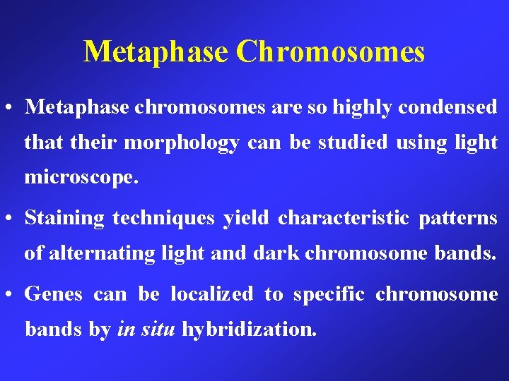 Metaphase Chromosomes • Metaphase chromosomes are so highly condensed that their morphology can be