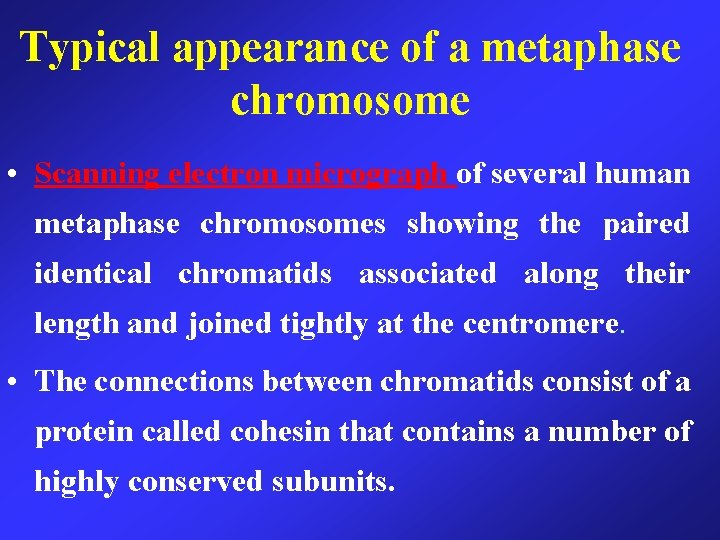 Typical appearance of a metaphase chromosome • Scanning electron micrograph of several human metaphase