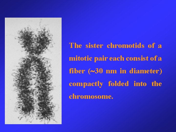 The sister chromotids of a mitotic pair each consist of a fiber ( 30