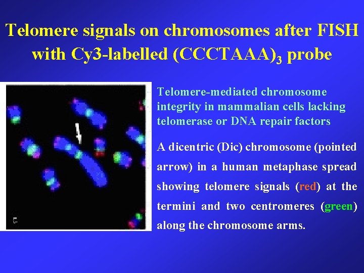 Telomere signals on chromosomes after FISH with Cy 3 -labelled (CCCTAAA)3 probe Telomere-mediated chromosome