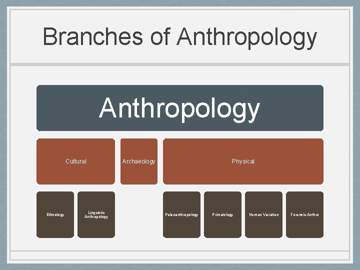 Branches of Anthropology Cultural Ethnology Linguistic Anthropology Archaeology Physical Paleoanthropology Primatology Human Variation Forensic