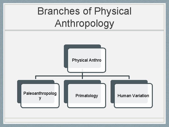 Branches of Physical Anthropology Physical Anthro Paleoanthropolog y Primatology Human Variation 