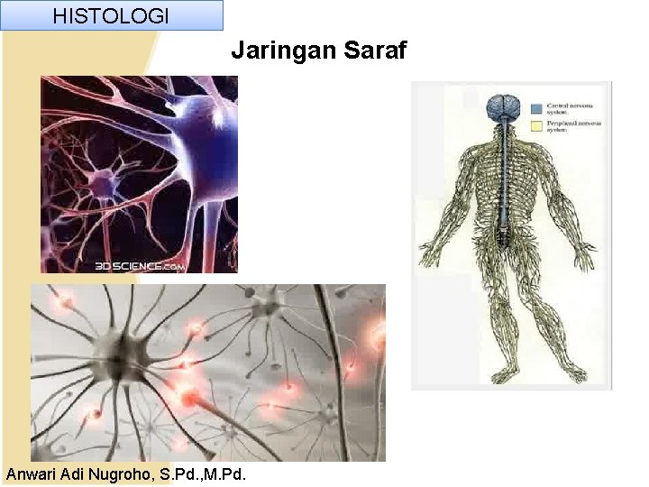 HISTOLOGI Jaringan Saraf Anwari Adi Nugroho, S. Pd. , M. Pd. HISTOLOGI Jaringan Saraf Anwari Adi Nugroho, S. Pd. , M. Pd.