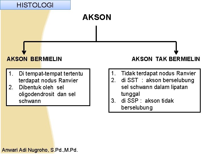 HISTOLOGI AKSON BERMIELIN 1. Di tempat-tempat tertentu terdapat nodus Ranvier 2. Dibentuk oleh sel HISTOLOGI AKSON BERMIELIN 1. Di tempat-tempat tertentu terdapat nodus Ranvier 2. Dibentuk oleh sel