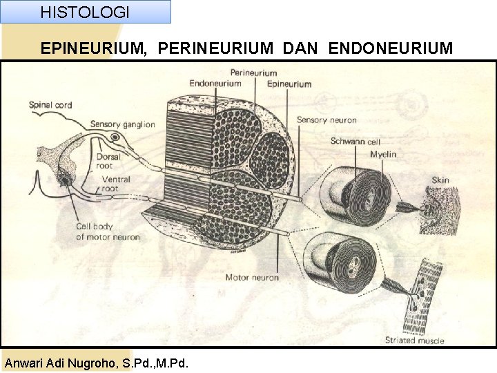 HISTOLOGI EPINEURIUM, PERINEURIUM DAN ENDONEURIUM Anwari Adi Nugroho, S. Pd. , M. Pd. HISTOLOGI EPINEURIUM, PERINEURIUM DAN ENDONEURIUM Anwari Adi Nugroho, S. Pd. , M. Pd.