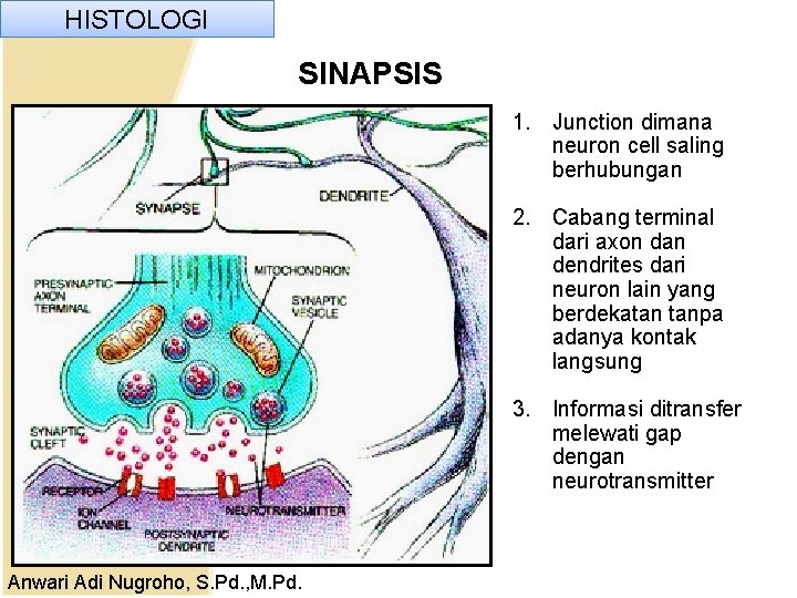 HISTOLOGI SINAPSIS 1. Junction dimana neuron cell saling berhubungan 2. Cabang terminal dari axon HISTOLOGI SINAPSIS 1. Junction dimana neuron cell saling berhubungan 2. Cabang terminal dari axon