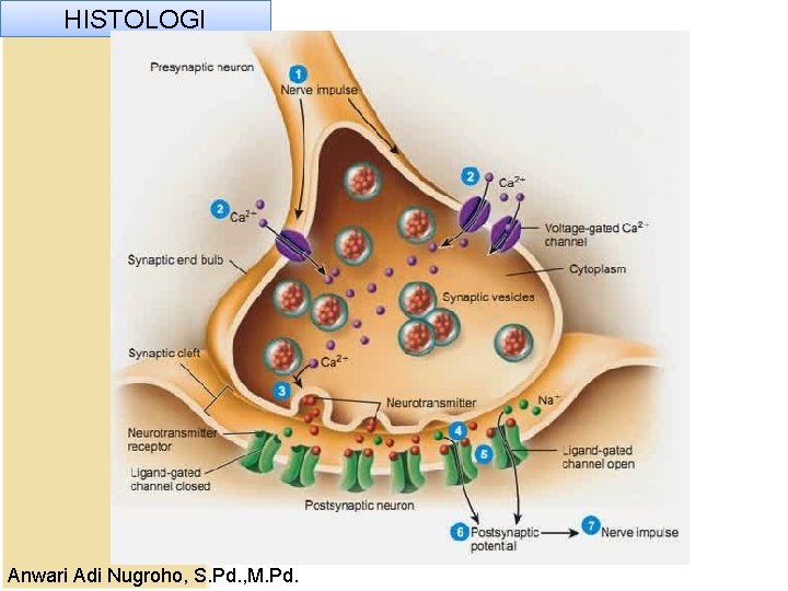 HISTOLOGI Anwari Adi Nugroho, S. Pd. , M. Pd. HISTOLOGI Anwari Adi Nugroho, S. Pd. , M. Pd.