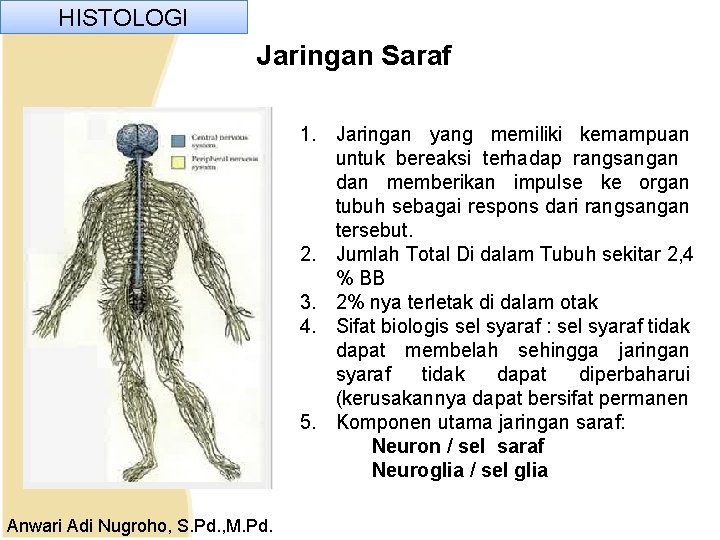 HISTOLOGI Jaringan Saraf 1. Jaringan yang memiliki kemampuan untuk bereaksi terhadap rangsangan dan memberikan HISTOLOGI Jaringan Saraf 1. Jaringan yang memiliki kemampuan untuk bereaksi terhadap rangsangan dan memberikan