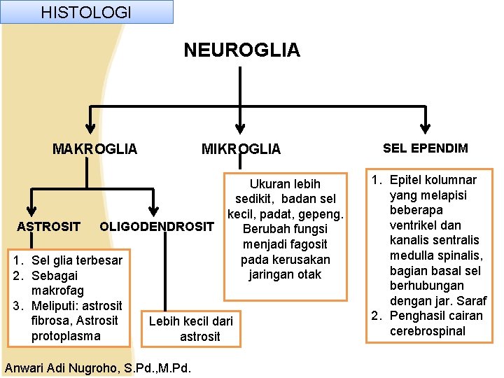 HISTOLOGI NEUROGLIA MAKROGLIA ASTROSIT MIKROGLIA OLIGODENDROSIT 1. Sel glia terbesar 2. Sebagai makrofag 3. HISTOLOGI NEUROGLIA MAKROGLIA ASTROSIT MIKROGLIA OLIGODENDROSIT 1. Sel glia terbesar 2. Sebagai makrofag 3.