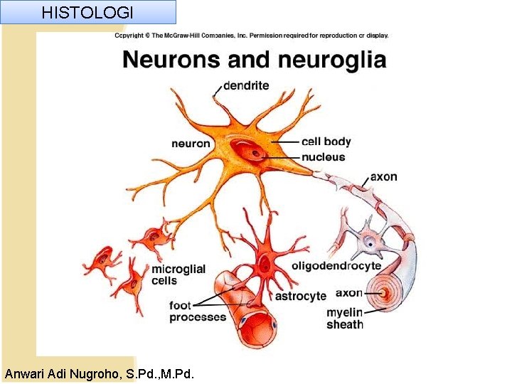 HISTOLOGI Anwari Adi Nugroho, S. Pd. , M. Pd. HISTOLOGI Anwari Adi Nugroho, S. Pd. , M. Pd.