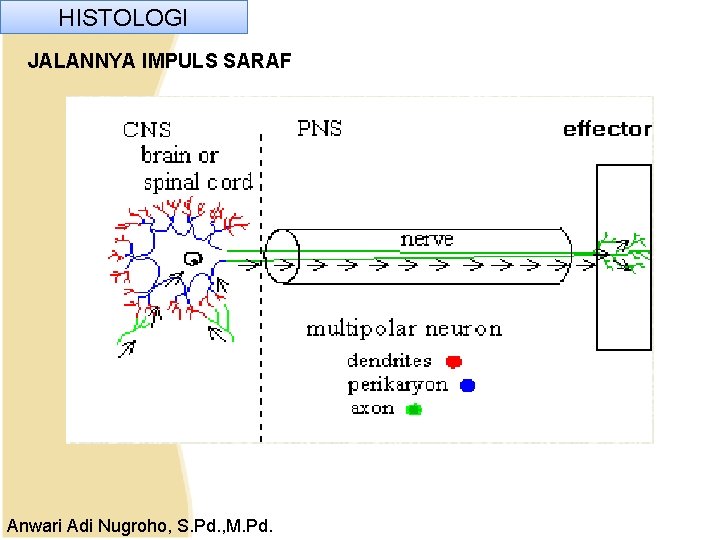 HISTOLOGI JALANNYA IMPULS SARAF Anwari Adi Nugroho, S. Pd. , M. Pd. HISTOLOGI JALANNYA IMPULS SARAF Anwari Adi Nugroho, S. Pd. , M. Pd.