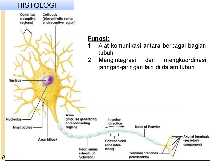 HISTOLOGI Fungsi: 1. Alat komunikasi antara berbagai bagian tubuh 2. Mengintegrasi dan mengkoordinasi jaringan-jaringan HISTOLOGI Fungsi: 1. Alat komunikasi antara berbagai bagian tubuh 2. Mengintegrasi dan mengkoordinasi jaringan-jaringan