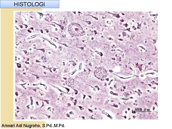 HISTOLOGI Anwari Adi Nugroho, S. Pd. , M. Pd. HISTOLOGI Anwari Adi Nugroho, S. Pd. , M. Pd.