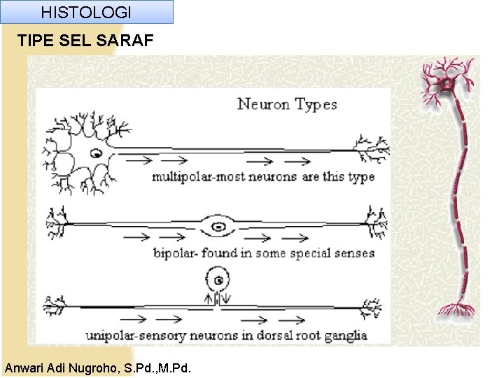 HISTOLOGI TIPE SEL SARAF Anwari Adi Nugroho, S. Pd. , M. Pd. HISTOLOGI TIPE SEL SARAF Anwari Adi Nugroho, S. Pd. , M. Pd.