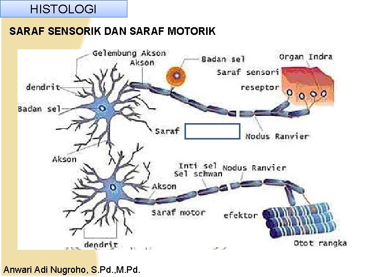 HISTOLOGI SARAF SENSORIK DAN SARAF MOTORIK Anwari Adi Nugroho, S. Pd. , M. Pd. HISTOLOGI SARAF SENSORIK DAN SARAF MOTORIK Anwari Adi Nugroho, S. Pd. , M. Pd.