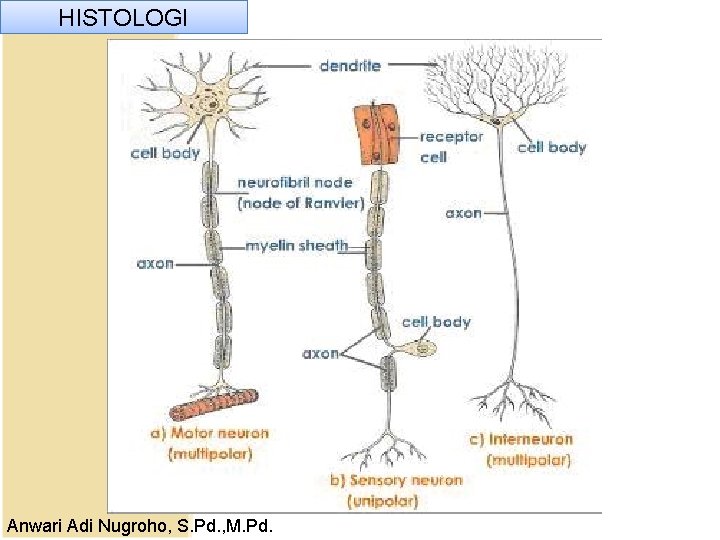 HISTOLOGI Anwari Adi Nugroho, S. Pd. , M. Pd. HISTOLOGI Anwari Adi Nugroho, S. Pd. , M. Pd.