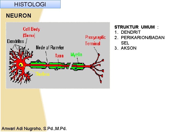 HISTOLOGI NEURON STRUKTUR UMUM : 1. DENDRIT 2. PERIKARION/BADAN SEL 3. AKSON Anwari Adi HISTOLOGI NEURON STRUKTUR UMUM : 1. DENDRIT 2. PERIKARION/BADAN SEL 3. AKSON Anwari Adi