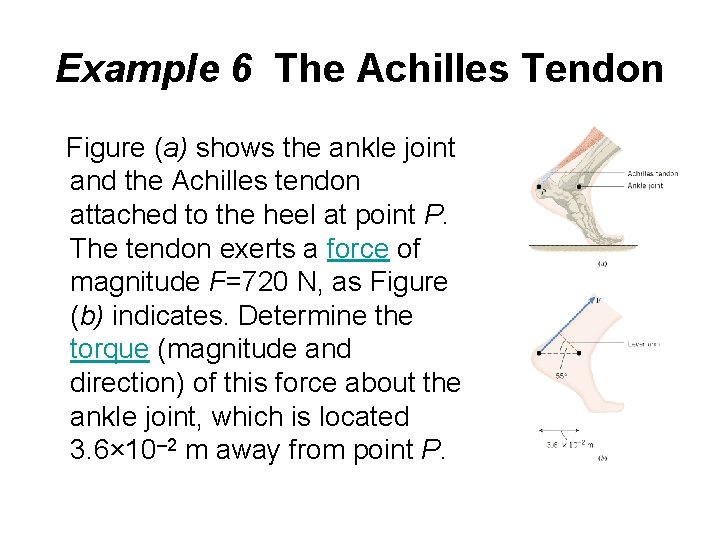 Example 6 The Achilles Tendon Figure (a) shows the ankle joint and the Achilles