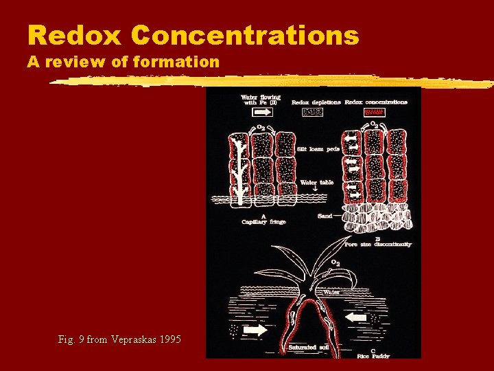 Redox Concentrations A review of formation Fig. 9 from Vepraskas 1995 