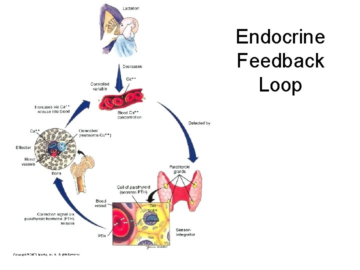 Endocrine Feedback Loop 