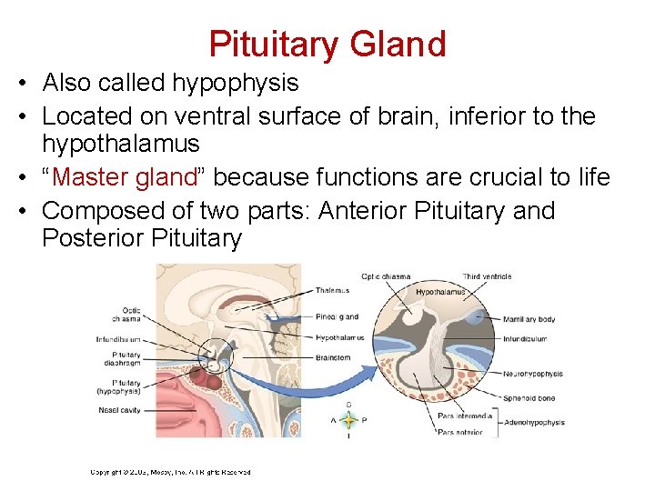 Pituitary Gland • Also called hypophysis • Located on ventral surface of brain, inferior