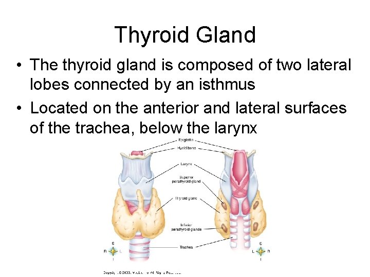 Thyroid Gland • The thyroid gland is composed of two lateral lobes connected by