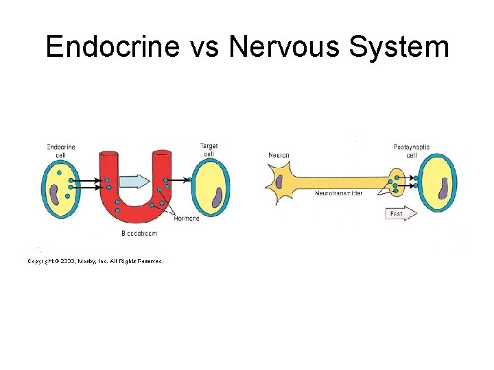 Endocrine vs Nervous System 
