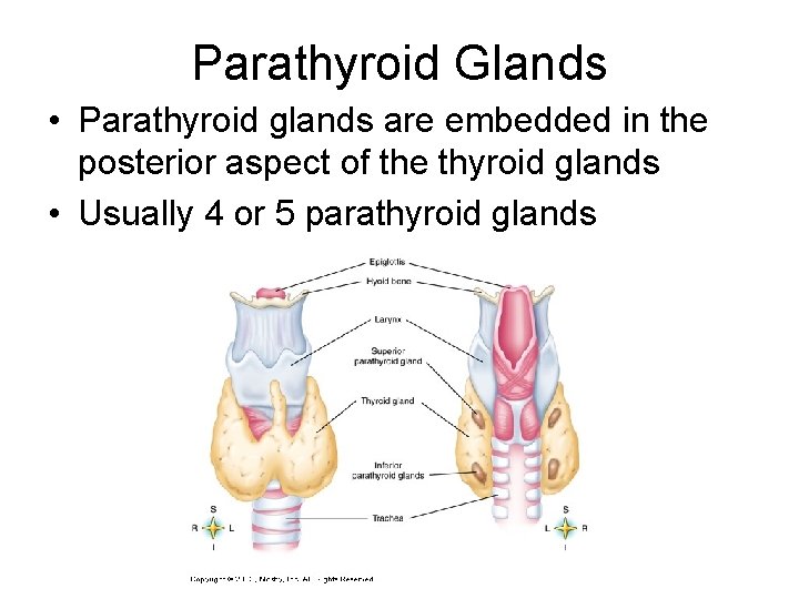 Parathyroid Glands • Parathyroid glands are embedded in the posterior aspect of the thyroid