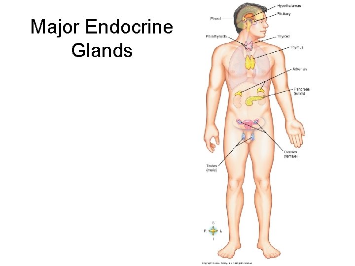 Major Endocrine Glands 