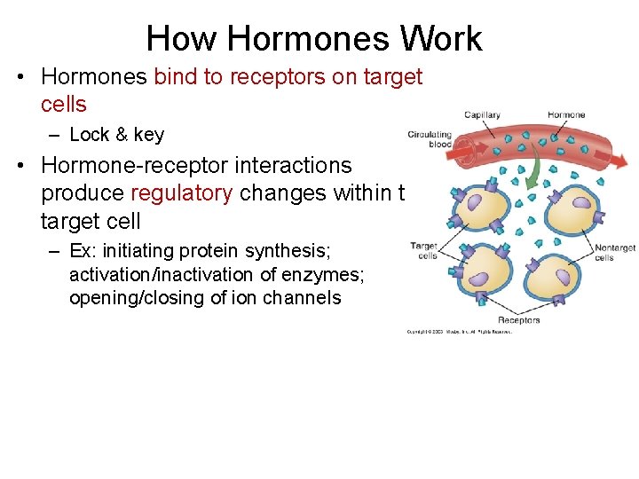 How Hormones Work • Hormones bind to receptors on target cells – Lock &