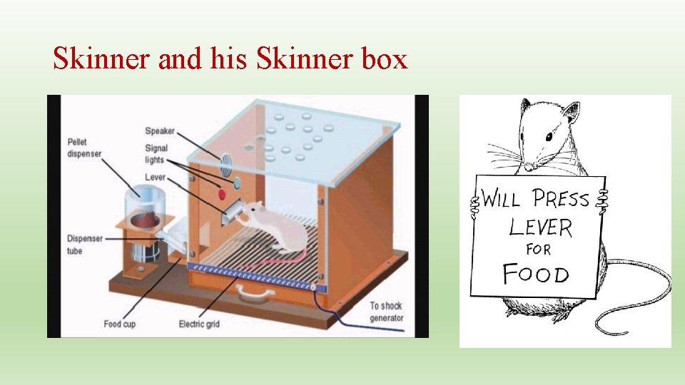 Skinner and his Skinner box 