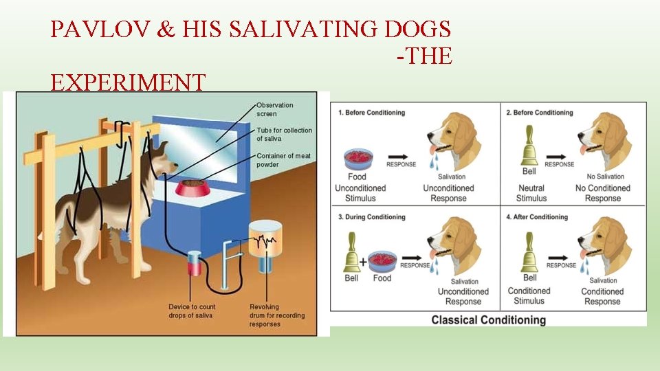 PAVLOV & HIS SALIVATING DOGS -THE EXPERIMENT 