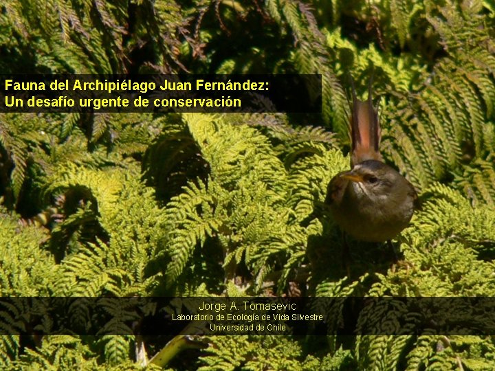 Fauna del Archipiélago Juan Fernández: Un desafío urgente de conservación Jorge A. Tomasevic Laboratorio Fauna del Archipiélago Juan Fernández: Un desafío urgente de conservación Jorge A. Tomasevic Laboratorio