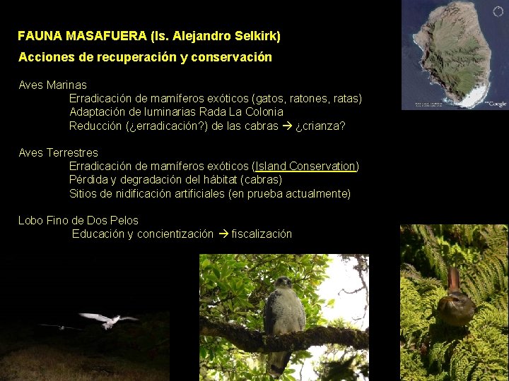 FAUNA MASAFUERA (Is. Alejandro Selkirk) Acciones de recuperación y conservación Aves Marinas Erradicación de FAUNA MASAFUERA (Is. Alejandro Selkirk) Acciones de recuperación y conservación Aves Marinas Erradicación de