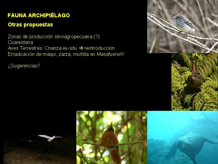 FAUNA ARCHIPIÉLAGO Otras propuestas Zonas de producción silvoagropecuaria (? ) Cuarentena Aves Terrestres: Crianza FAUNA ARCHIPIÉLAGO Otras propuestas Zonas de producción silvoagropecuaria (? ) Cuarentena Aves Terrestres: Crianza