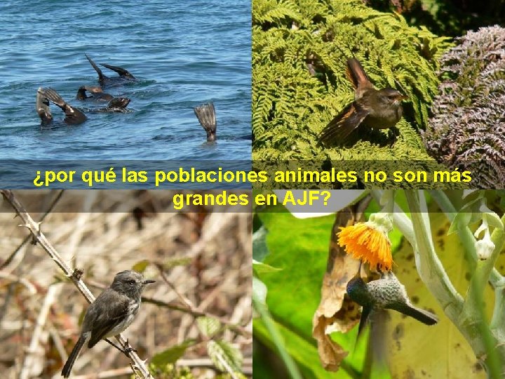 ¿por qué las poblaciones animales no son más grandes en AJF? ¿por qué las poblaciones animales no son más grandes en AJF?