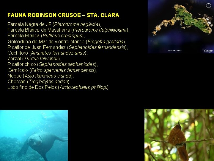 FAUNA ROBINSON CRUSOE – STA. CLARA Fardela Negra de JF (Pterodroma neglecta), Fardela Blanca FAUNA ROBINSON CRUSOE – STA. CLARA Fardela Negra de JF (Pterodroma neglecta), Fardela Blanca