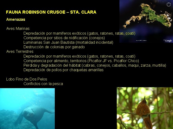 FAUNA ROBINSON CRUSOE – STA. CLARA Amenazas Aves Marinas Depredación por mamíferos exóticos (gatos, FAUNA ROBINSON CRUSOE – STA. CLARA Amenazas Aves Marinas Depredación por mamíferos exóticos (gatos,