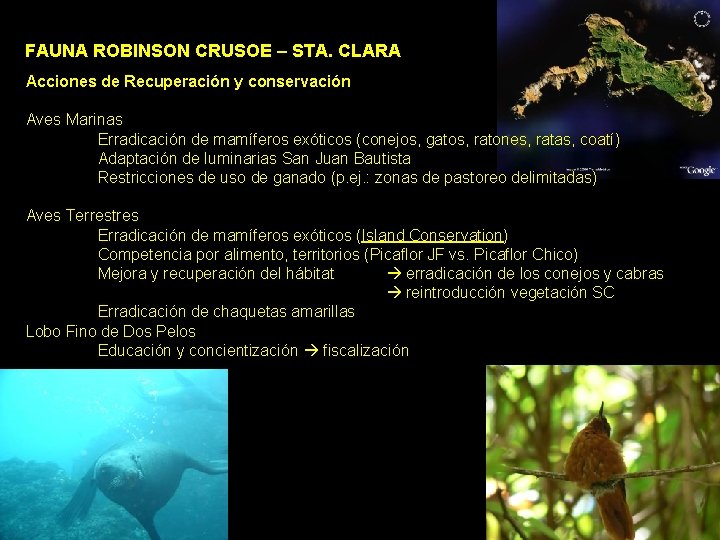 FAUNA ROBINSON CRUSOE – STA. CLARA Acciones de Recuperación y conservación Aves Marinas Erradicación FAUNA ROBINSON CRUSOE – STA. CLARA Acciones de Recuperación y conservación Aves Marinas Erradicación