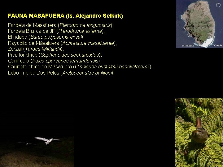 FAUNA MASAFUERA (Is. Alejandro Selkirk) Fardela de Masafuera (Pterodroma longirostris), Fardela Blanca de JF FAUNA MASAFUERA (Is. Alejandro Selkirk) Fardela de Masafuera (Pterodroma longirostris), Fardela Blanca de JF