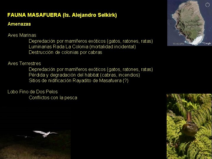 FAUNA MASAFUERA (Is. Alejandro Selkirk) Amenazas Aves Marinas Depredación por mamíferos exóticos (gatos, ratones, FAUNA MASAFUERA (Is. Alejandro Selkirk) Amenazas Aves Marinas Depredación por mamíferos exóticos (gatos, ratones,