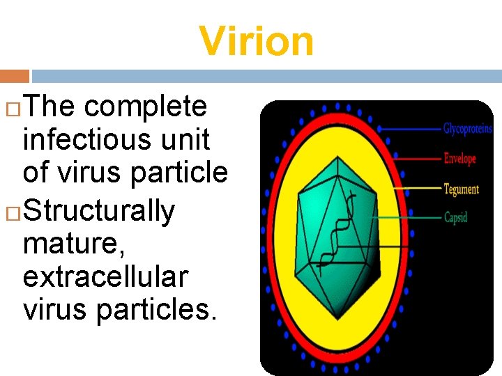 Virion The complete infectious unit of virus particle Structurally mature, extracellular virus particles. 10