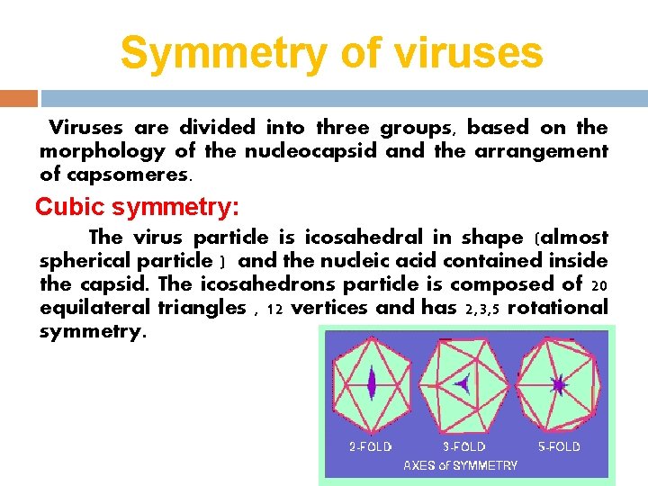 Symmetry of viruses Viruses are divided into three groups, based on the morphology of