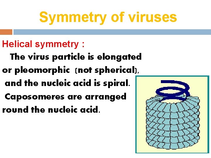 Symmetry of viruses Helical symmetry : The virus particle is elongated or pleomorphic (not